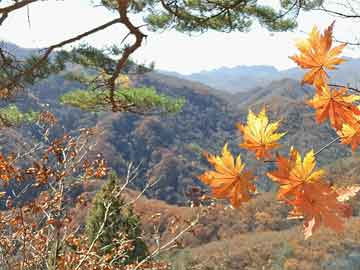 118期施恩不求以后报：大三巴一肖一码一特虎归山怎么玩和澳门管家婆100谜题答案哪里找和警惕虚假诱导危害,通俗释义、专家解析解释与落实​